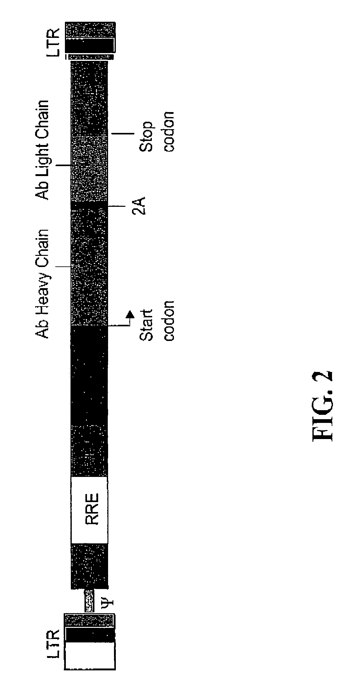 Compositions and methods for enhanced expression of immunoglobulins from a single vector using a peptide cleavage site