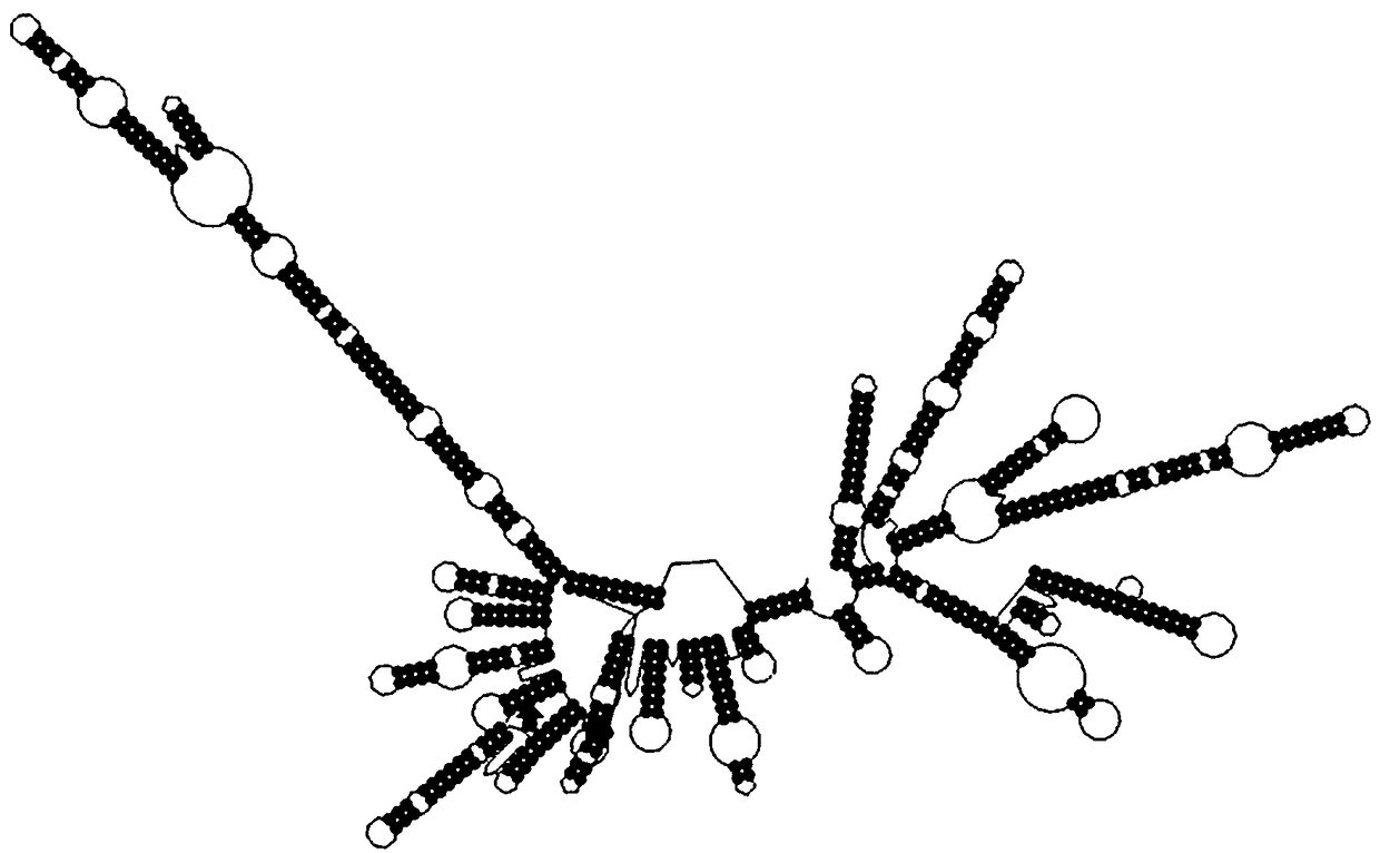 Method for identifying western Henan black pigs by using 12S rRNA gene mutation sites