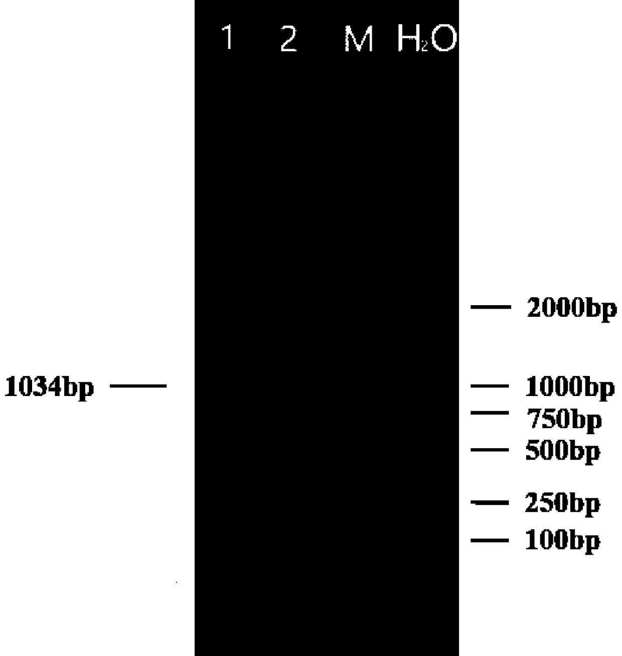 Method for identifying western Henan black pigs by using 12S rRNA gene mutation sites