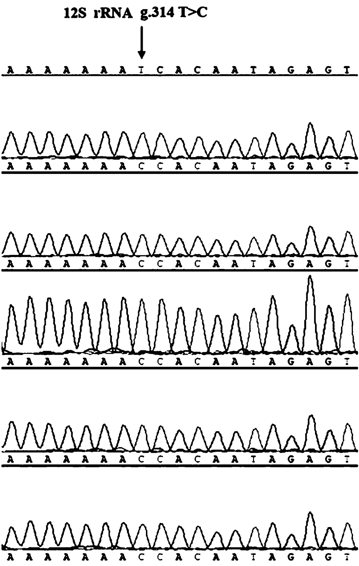 Method for identifying western Henan black pigs by using 12S rRNA gene mutation sites