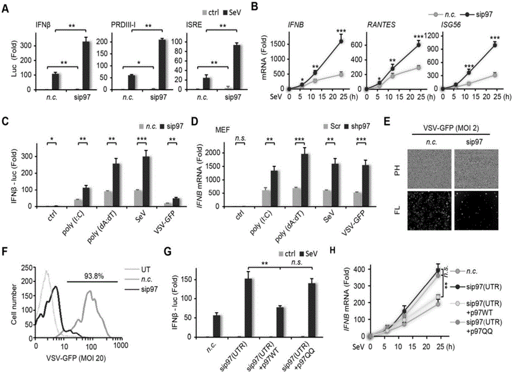 Application of p97 gene for therapy of virus infection and related medicine thereof