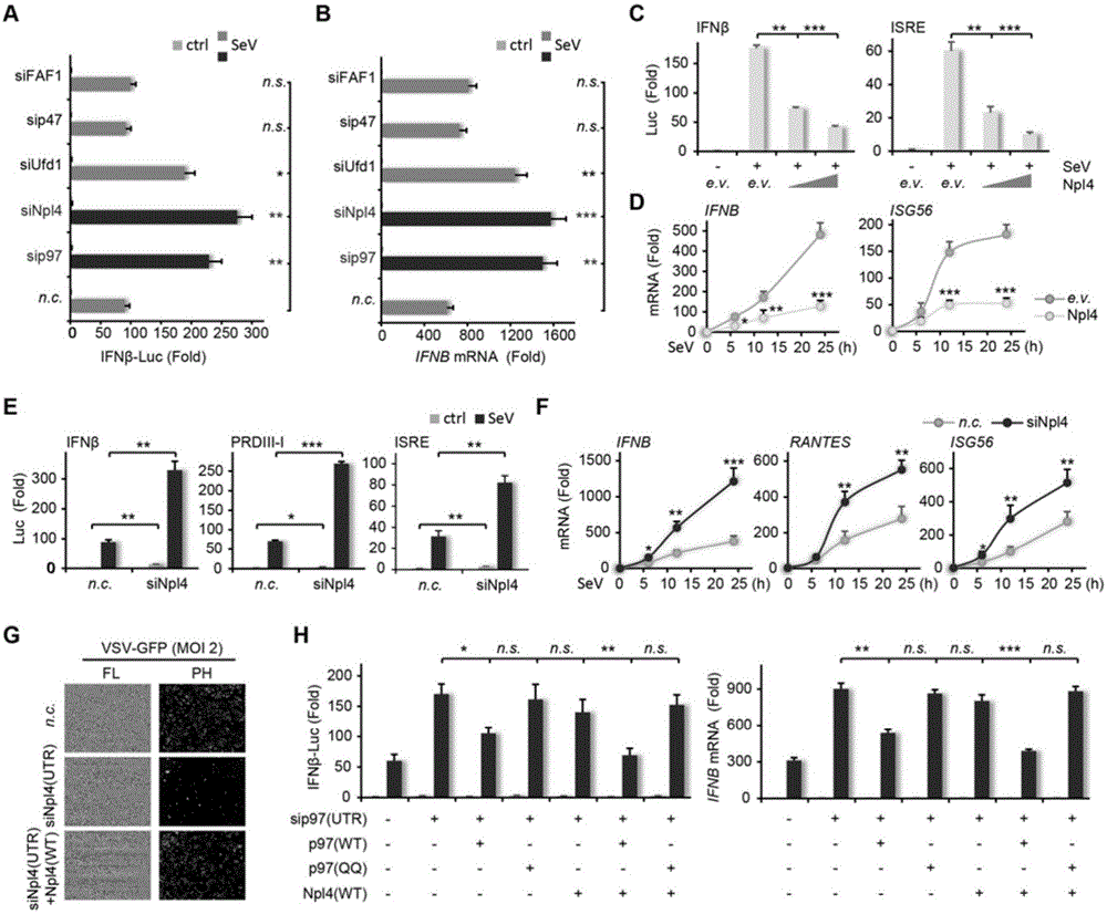 Application of p97 gene for therapy of virus infection and related medicine thereof