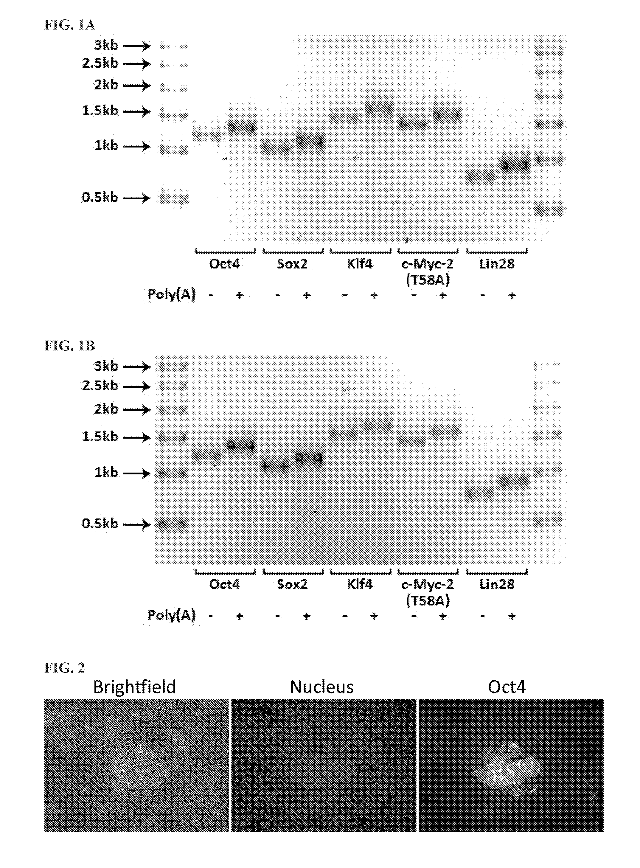 Methods and products for expressing proteins in cells