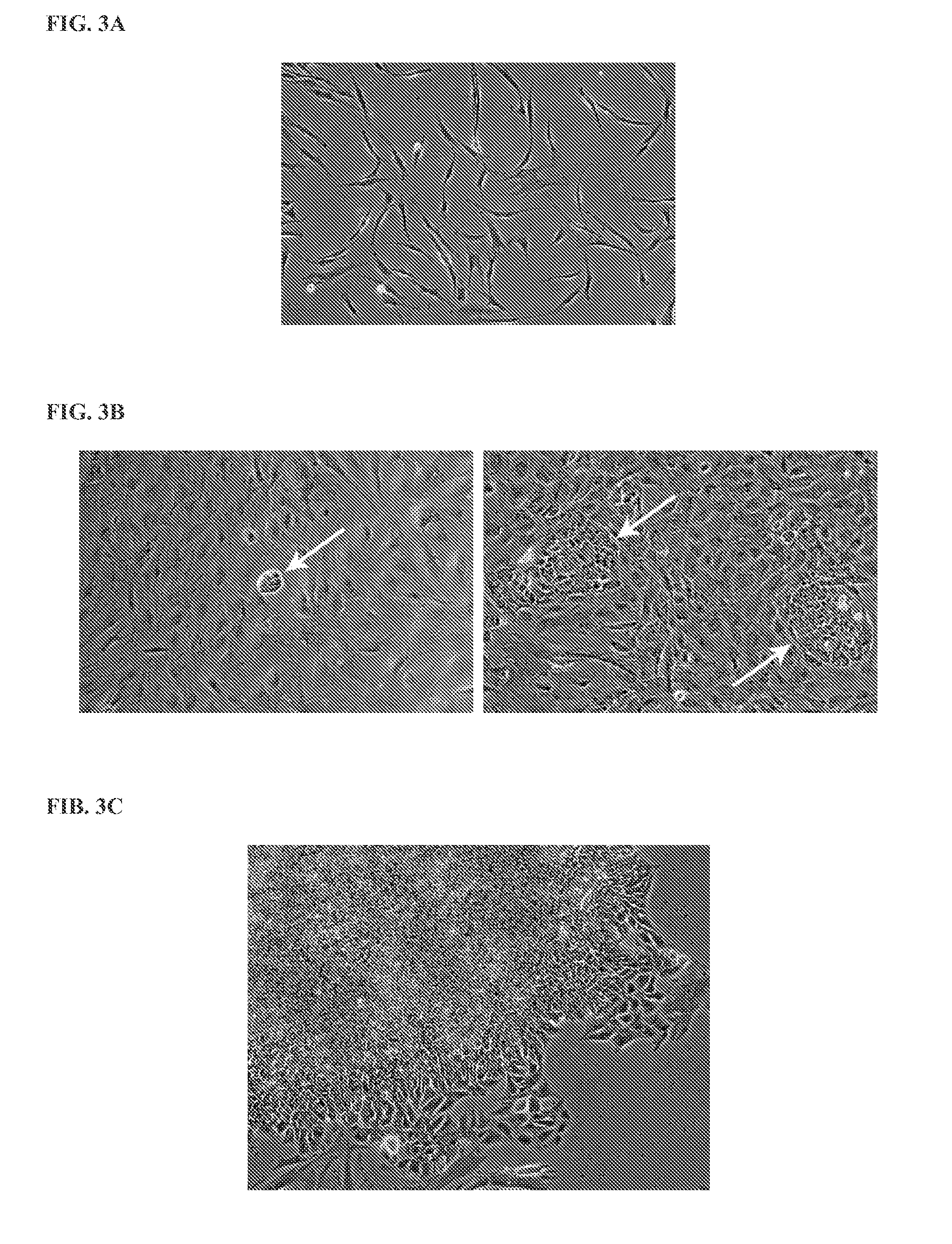 Methods and products for expressing proteins in cells