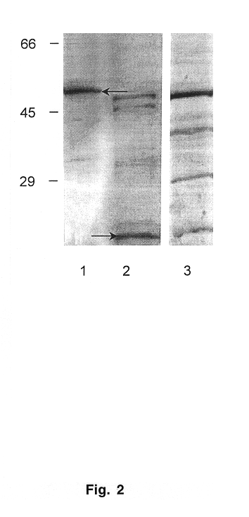 Homologous 28-kilodalton immunodominant protein genes of Ehrlicha canis and uses thereof