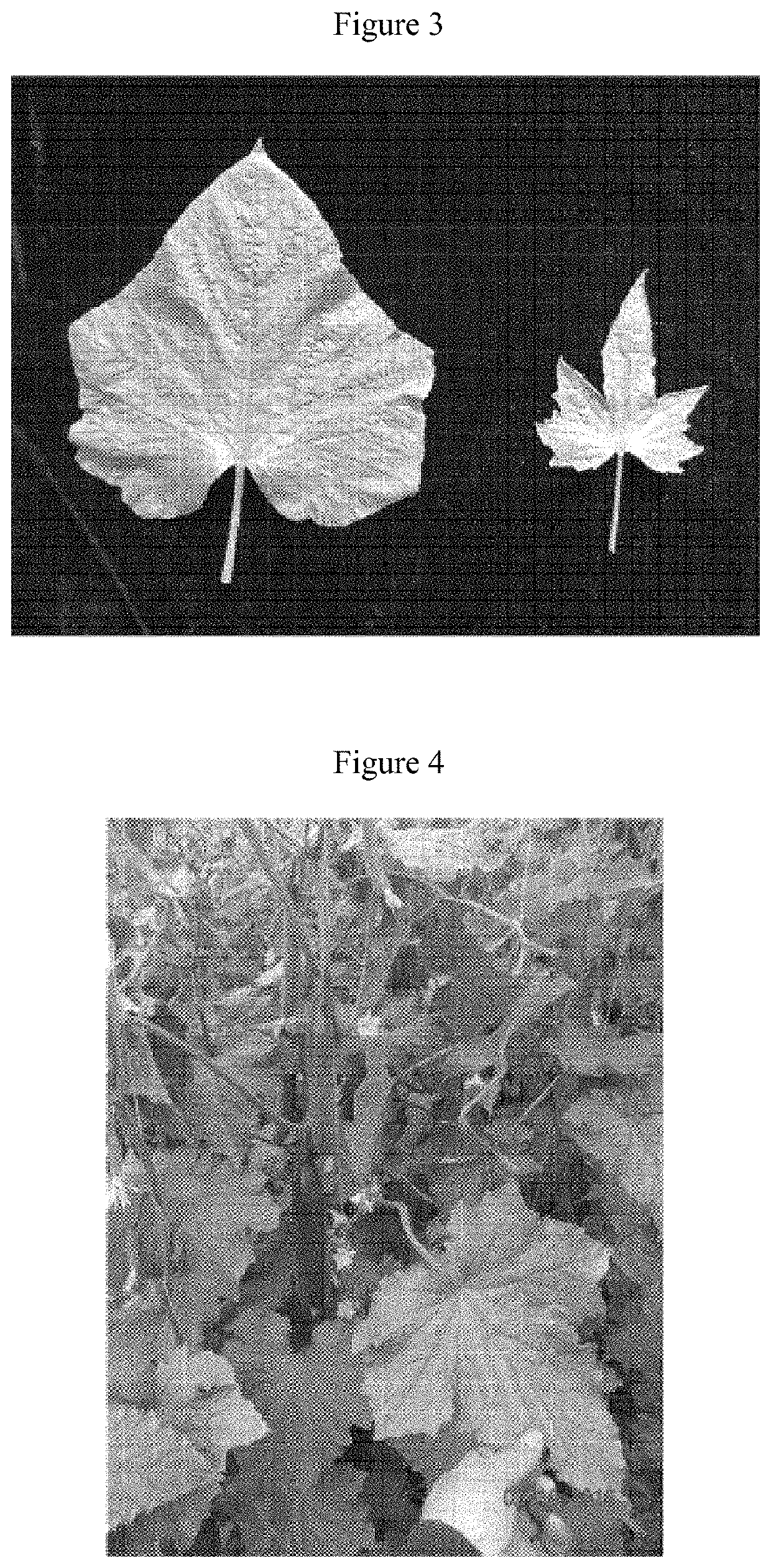 Maple-leaf-type cucumber plant