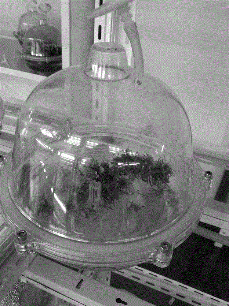 Tissue culture method of dendrobium stem seedlings