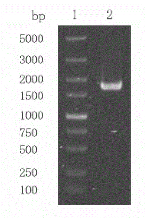 Construction method for constitutive expression engineering bacteria of dextranase and preparation method for enzyme