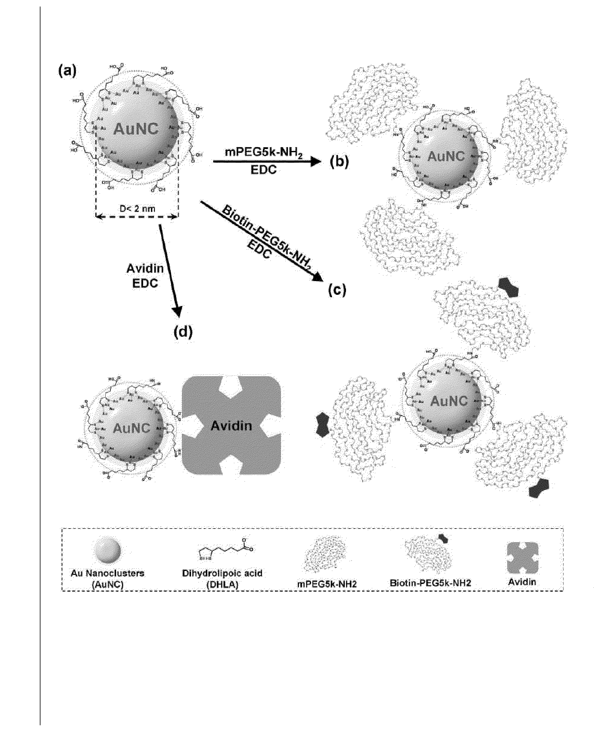 Fluorescent Gold Nanocluster and Method for Forming the Same