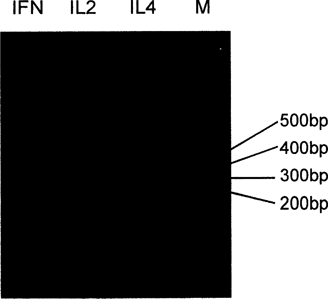 Method for preparing II-type pig's ring-virus nucleic vaccine and the use thereof