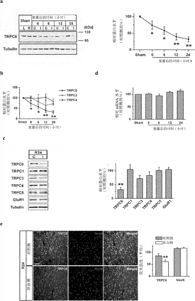 Target spot and medicine for treating cerebral injury