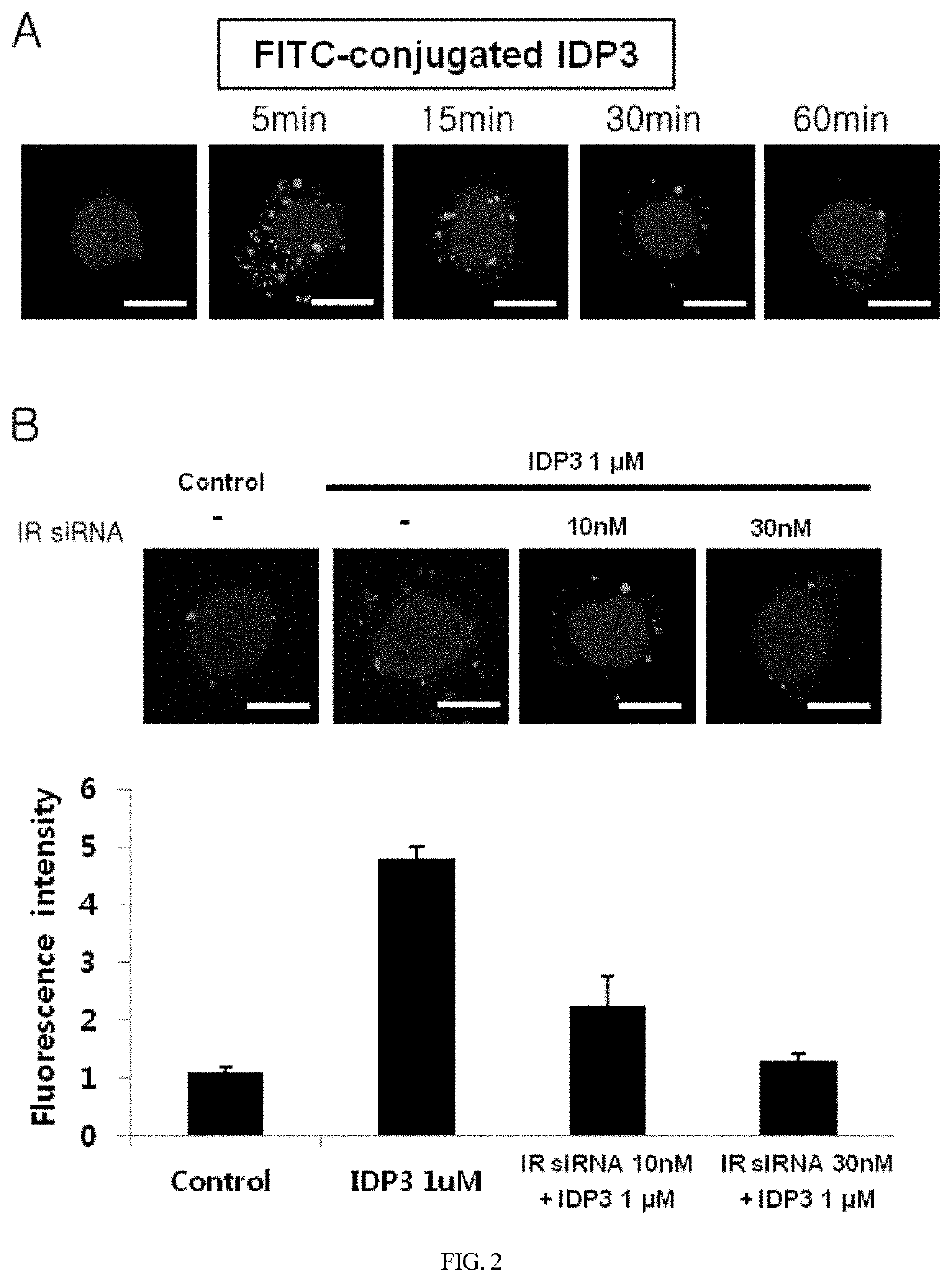 Insulin a-chain derived peptide fragment and pharmaceutical composition for preventing or treating diabetes or diabetic wounds, containing the same