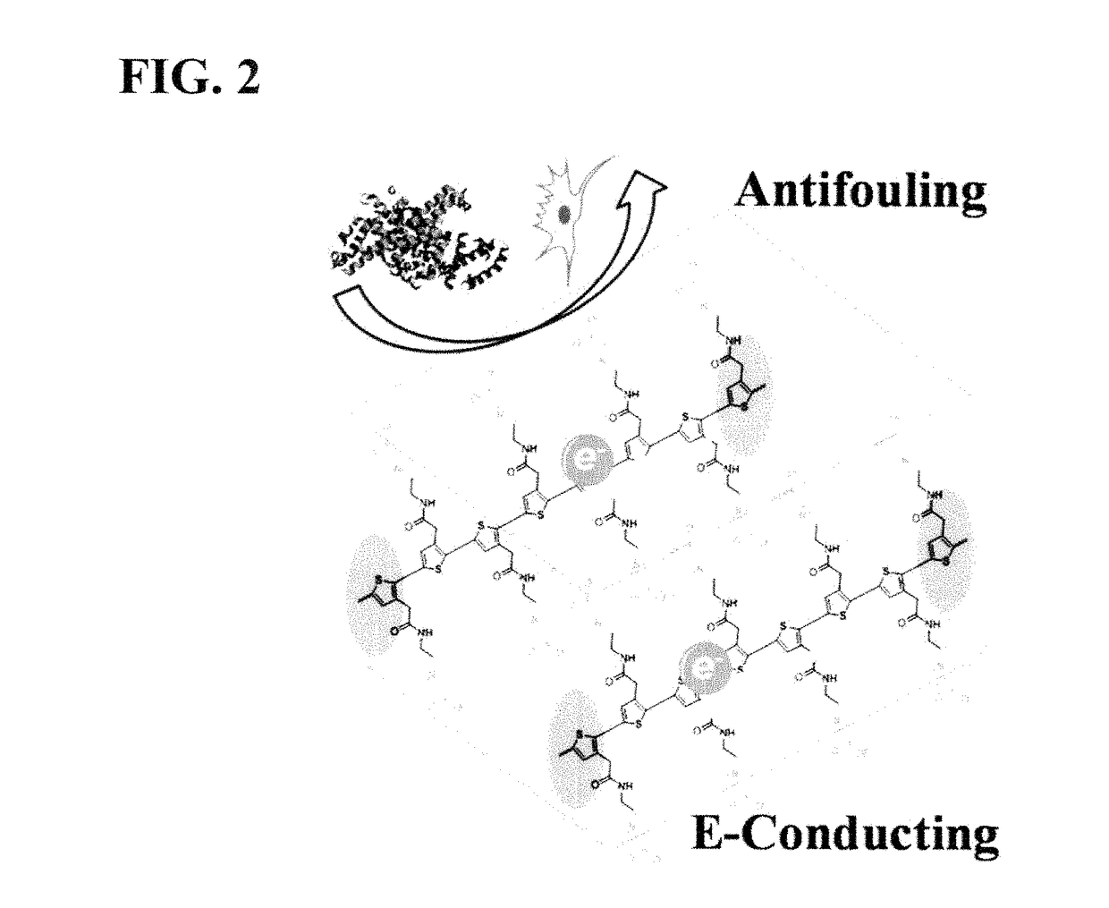 Integrated zwitterionic conjugated polymers for bioelectronics, biosensing, regenerative medicine, and energy applications