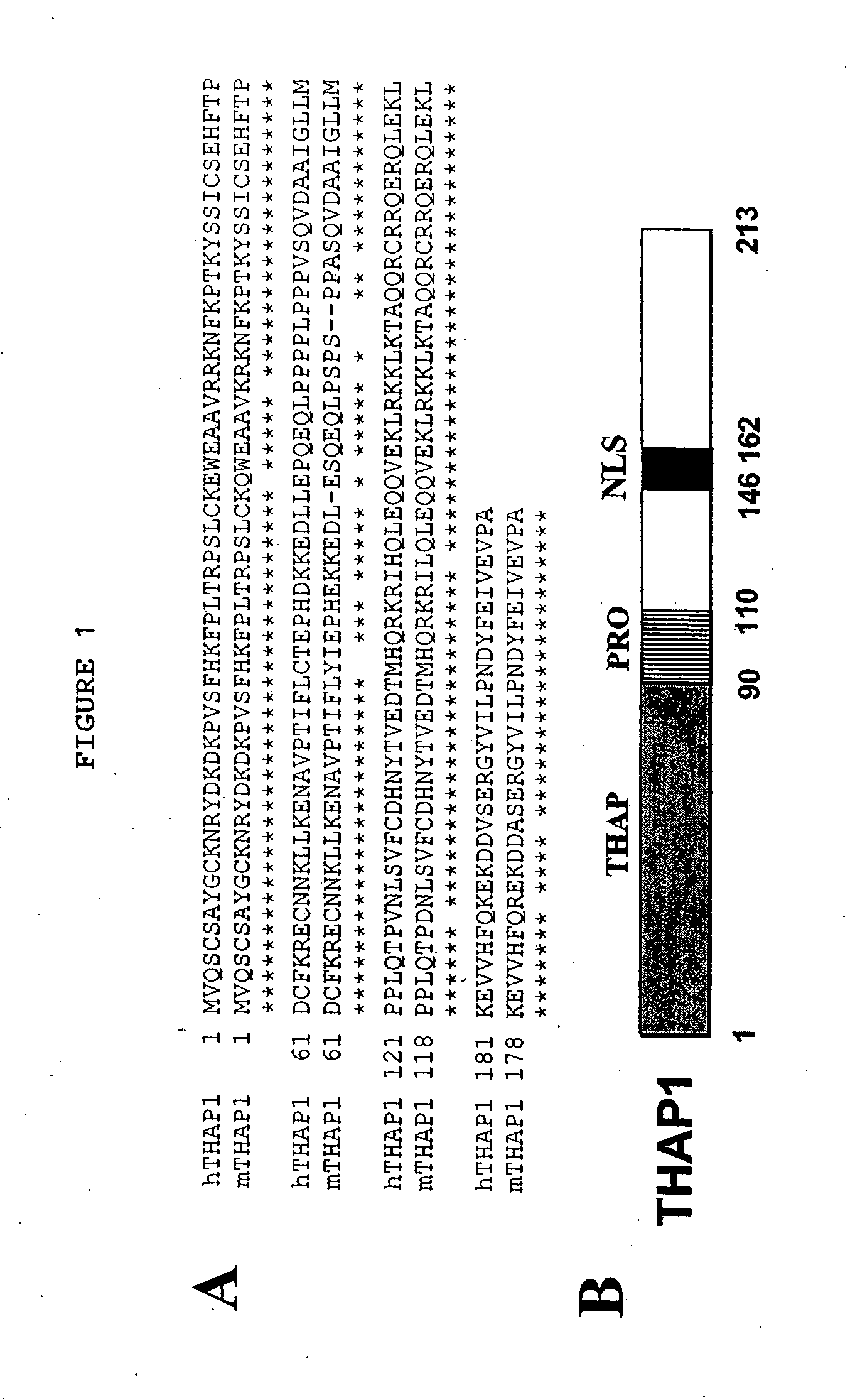 Chemokine-binding protein and methods of use