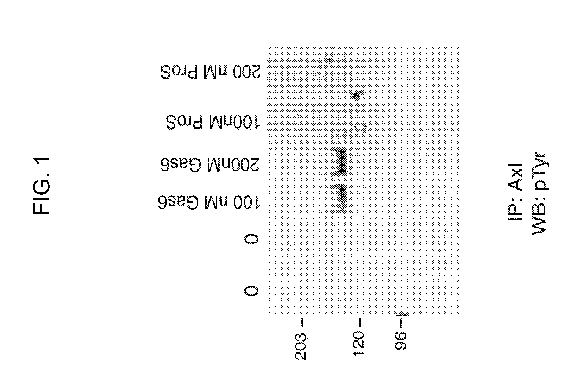 Axl tyrosine kinase inhibitors and methods of making and using the same