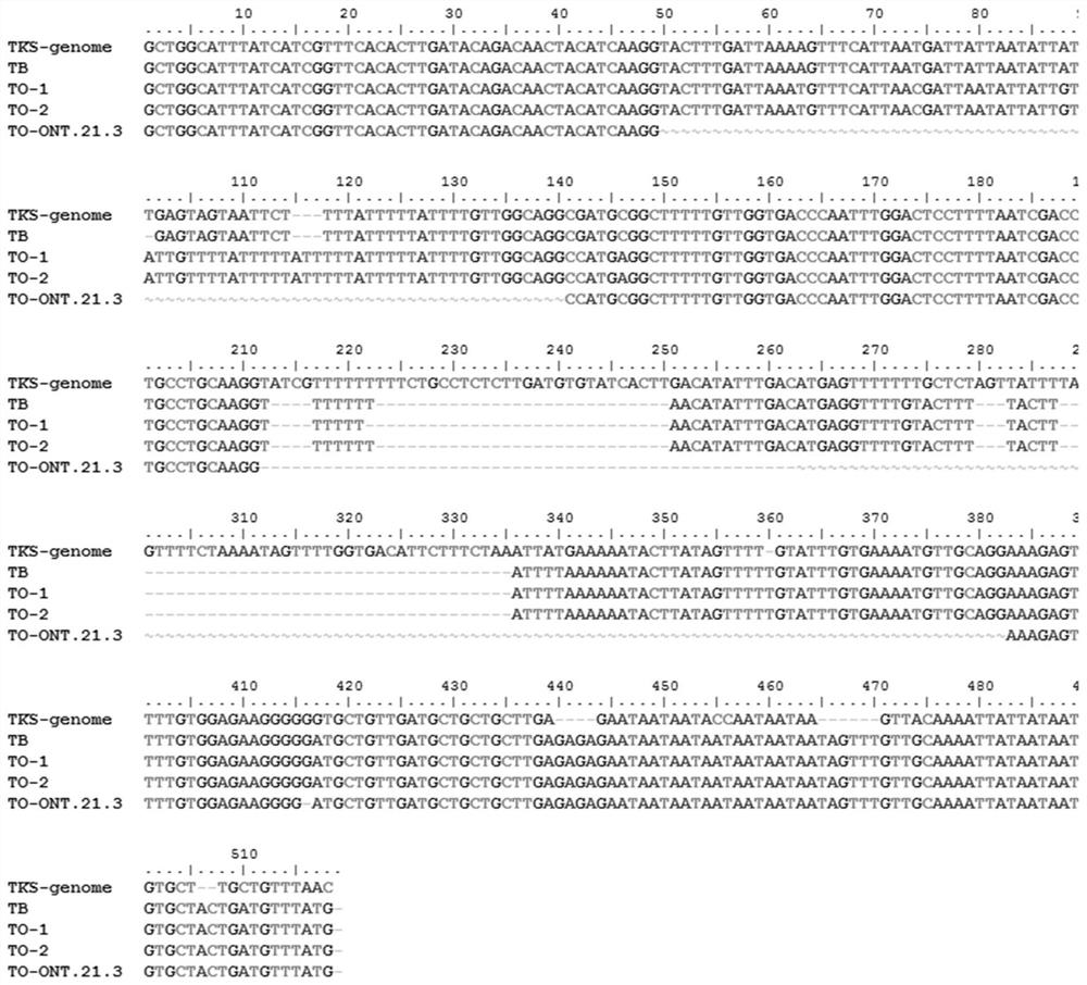 Molecular marker combination for identifying Russian dandelion and application of molecular marker combination