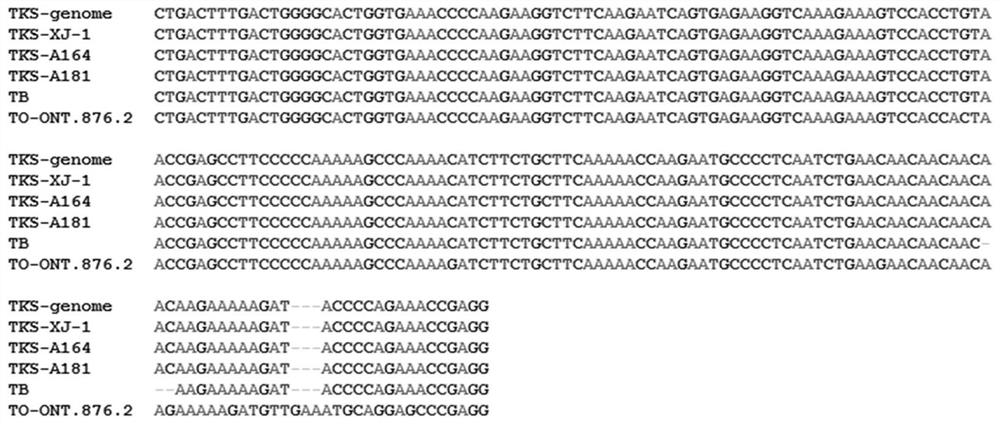 Molecular marker combination for identifying Russian dandelion and application of molecular marker combination