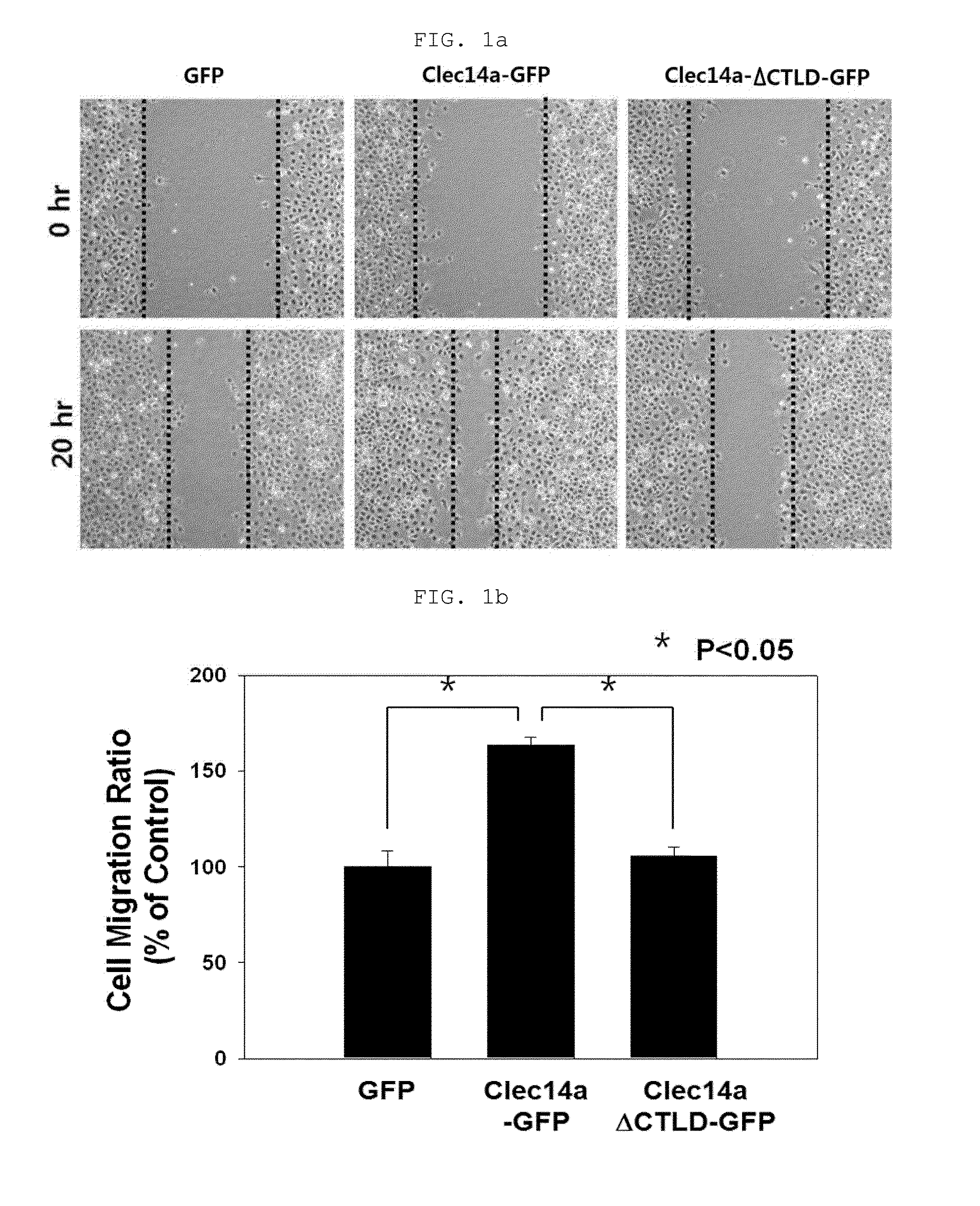 Novel antibody specific for clec14a and uses thereof