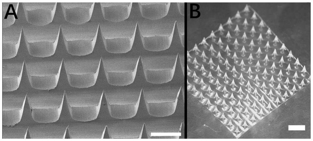 A kind of rapid swelling self-adhesive microneedle patch and its preparation method