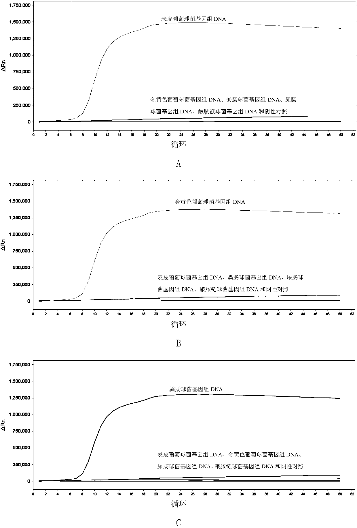 LAMP primer combination for detecting 5 gram-positive bacteria in intraocular fluid and application thereof