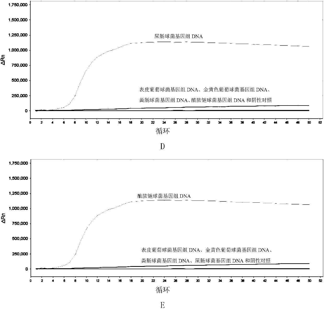 LAMP primer combination for detecting 5 gram-positive bacteria in intraocular fluid and application thereof