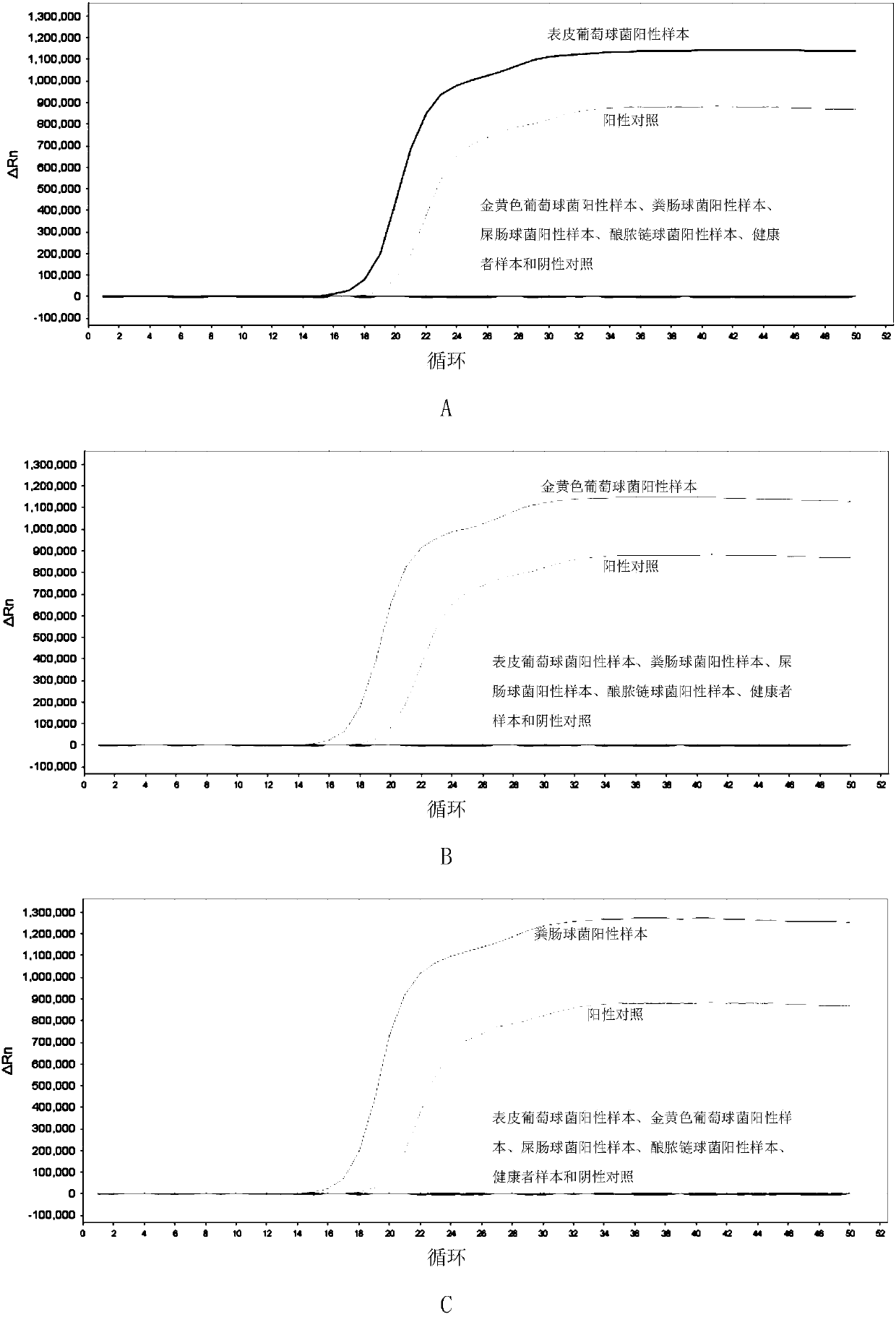 LAMP primer combination for detecting 5 gram-positive bacteria in intraocular fluid and application thereof