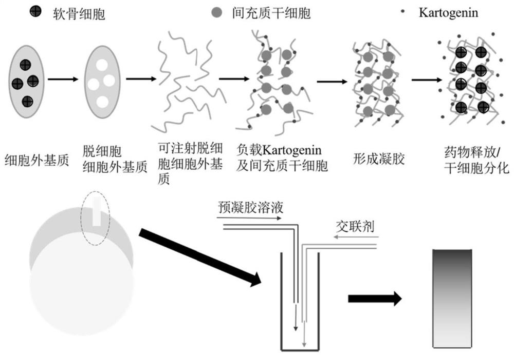 Injectable decellularized scaffold for cartilage repair as well as preparation method and application of injectable decellularized scaffold