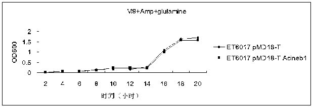 Arthrobacte glutamine synthetase gene, coding protein and cloning method thereof