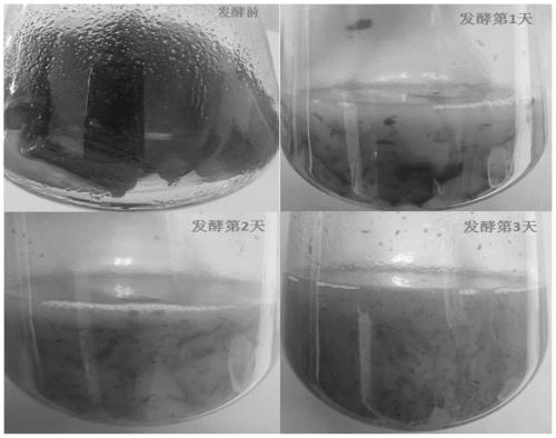 Isoptericola salitolerans and application of isoptericola salitolerans in production of seaweed liquid fertilizer