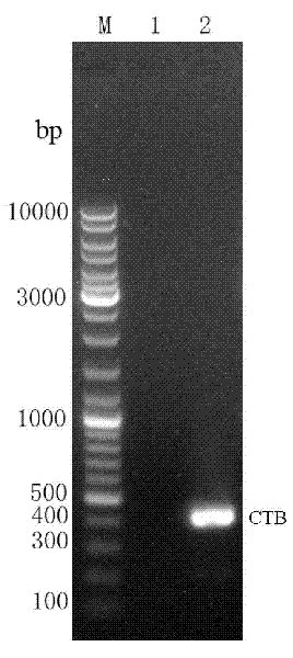 Immunologic adjuvant-Helicobacter pylori antigen fused protein oral vaccine and preparation method thereof