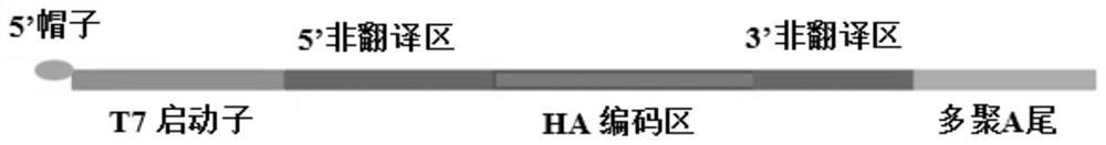 HA-mRNA vaccine for preventing influenza A virus infection