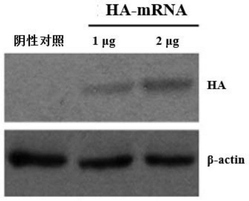HA-mRNA vaccine for preventing influenza A virus infection
