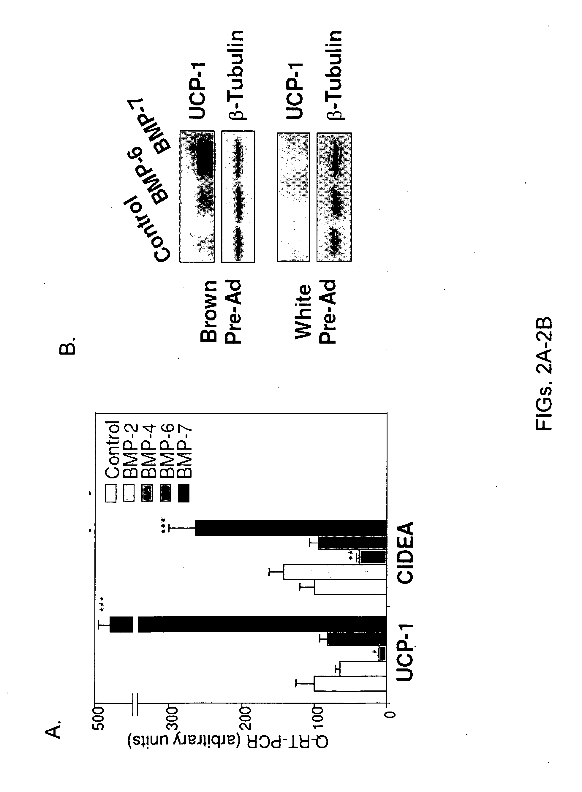Methods and compositions for inducing brown adipogenesis