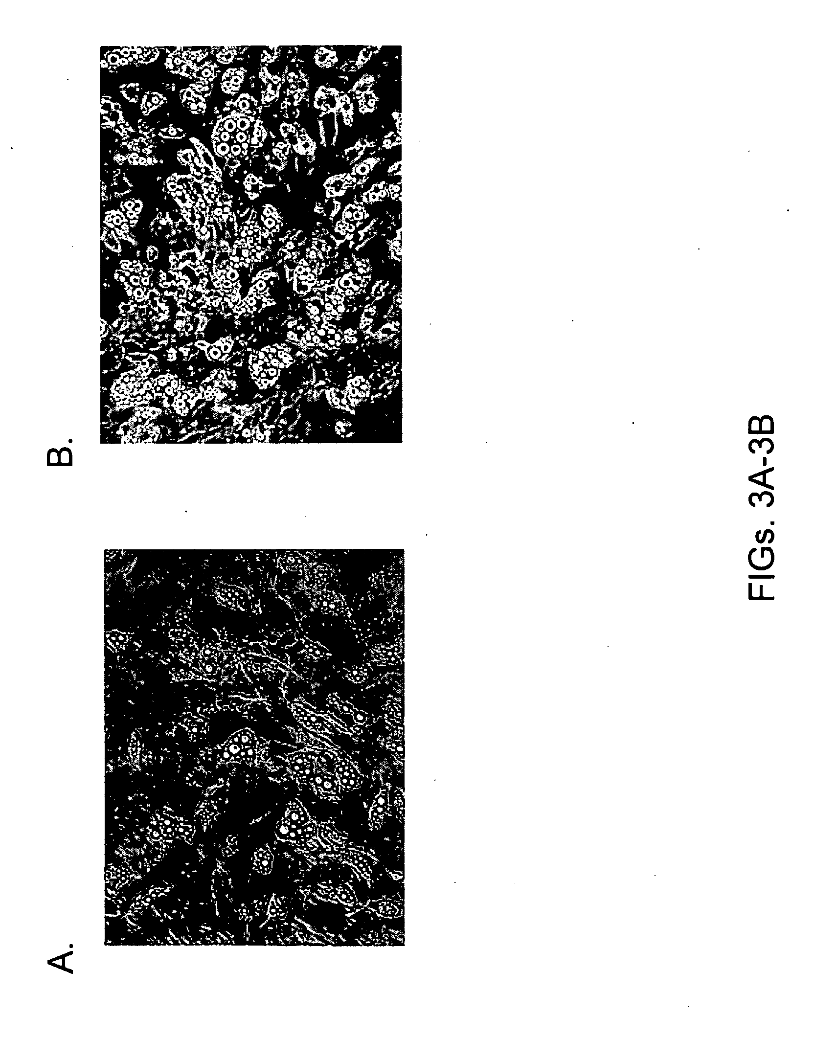 Methods and compositions for inducing brown adipogenesis