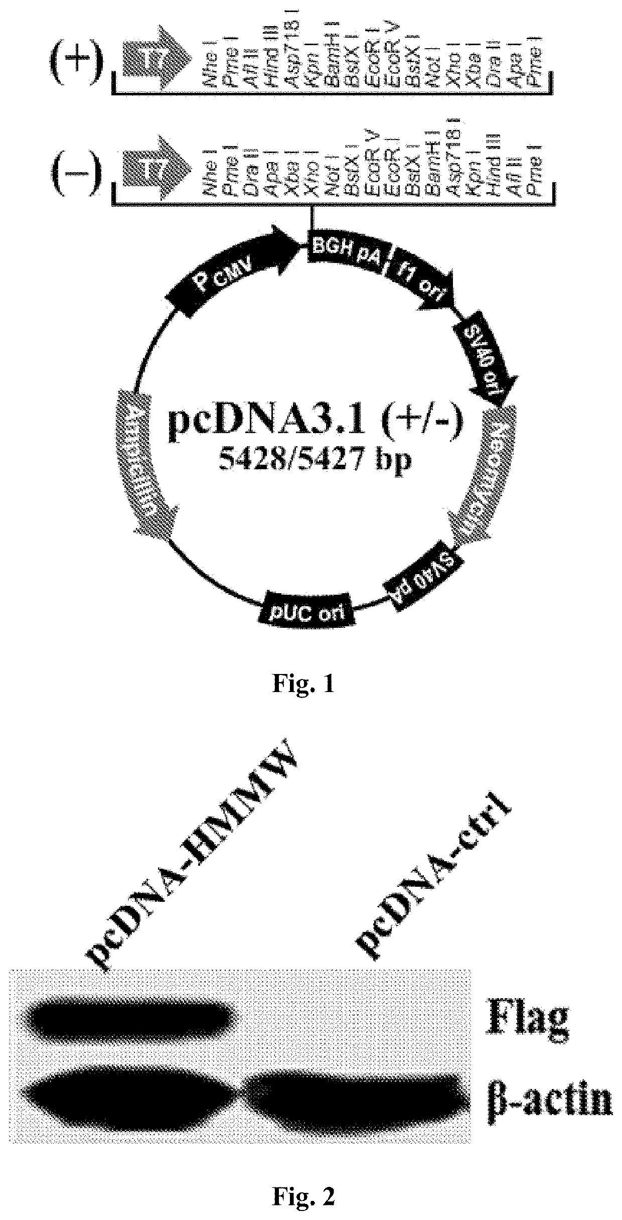 Novel micropeptide hmmw and application thereof