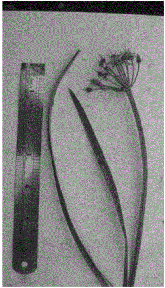Allium wallichii extract and application thereof