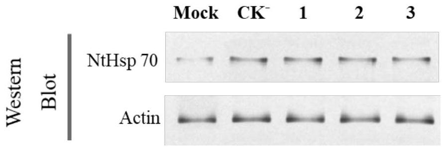 Limonin compound, preparation method and application of limonin compound as tobacco mosaic virus resisting medicine