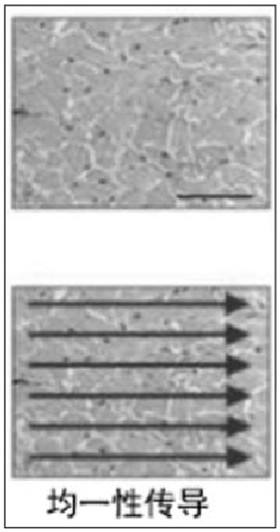 Intelligent myocardial fibrosis analysis method and system