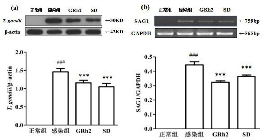 Application of a kind of ginsenoside grh2 in the preparation of anti-toxoplasma compound preparation and its medicine