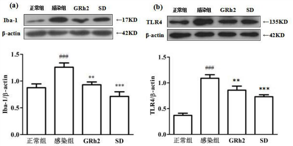 Application of a kind of ginsenoside grh2 in the preparation of anti-toxoplasma compound preparation and its medicine