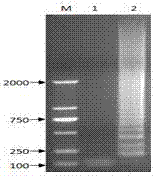 LAMP (loop-mediated isothermal amplification) kit for detecting ST-II enterotoxigenic Escherichia coli and application method thereof