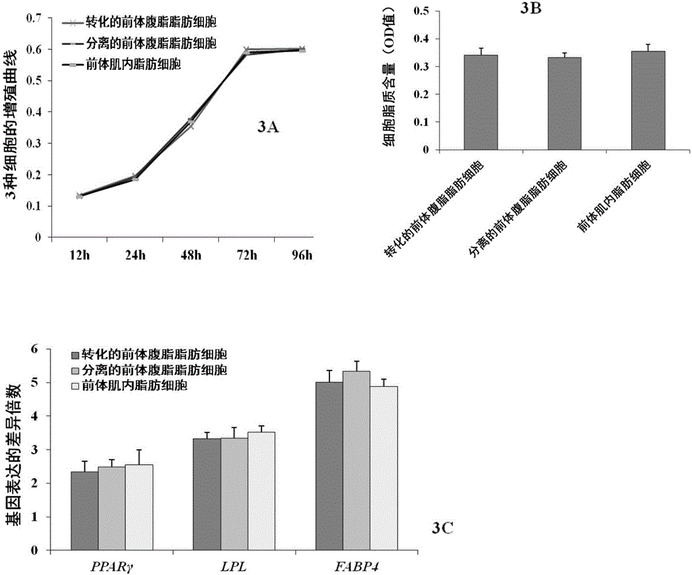 Method for separating and purifying high-purity chicken-precursor intramuscular fat cells and establishing intramuscular-fat-cell-and-muscle-satellite-cell co-culturing system