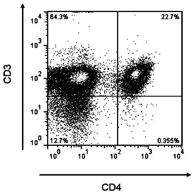 Combination and screening method of dominant antigens of Helicobacter pylori based on CD4+ T cell immunization