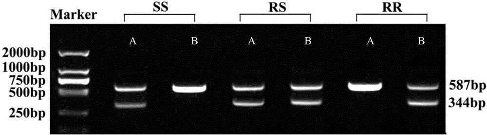 Matched reagent for identifying aedes-aegypti drug resistance and application thereof