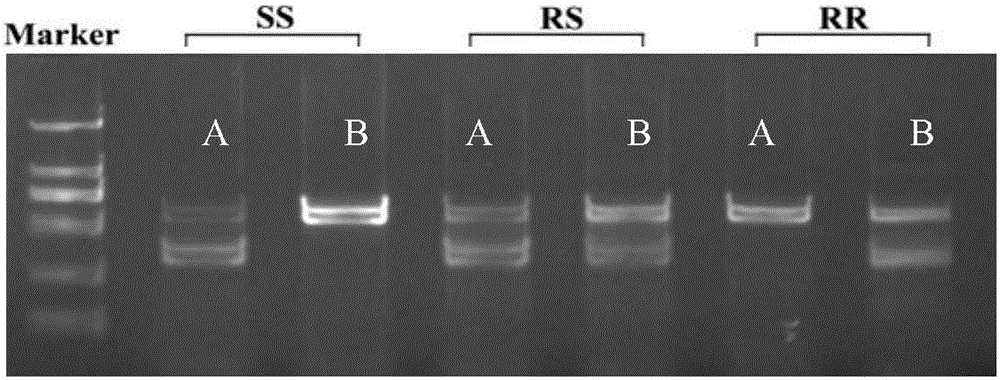 Matched reagent for identifying aedes-aegypti drug resistance and application thereof