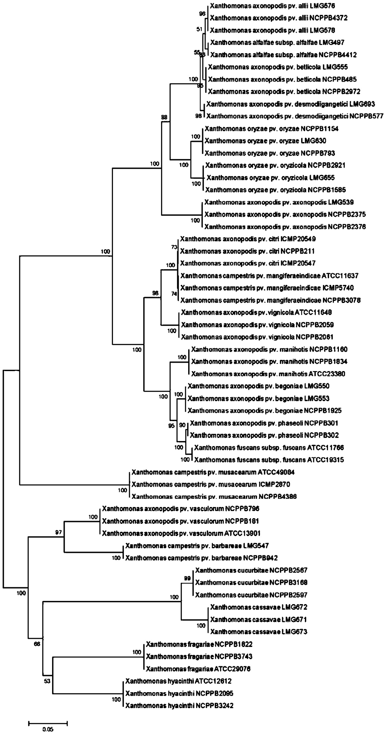 Method for detecting quarantine Xanthomonas and special primers thereof