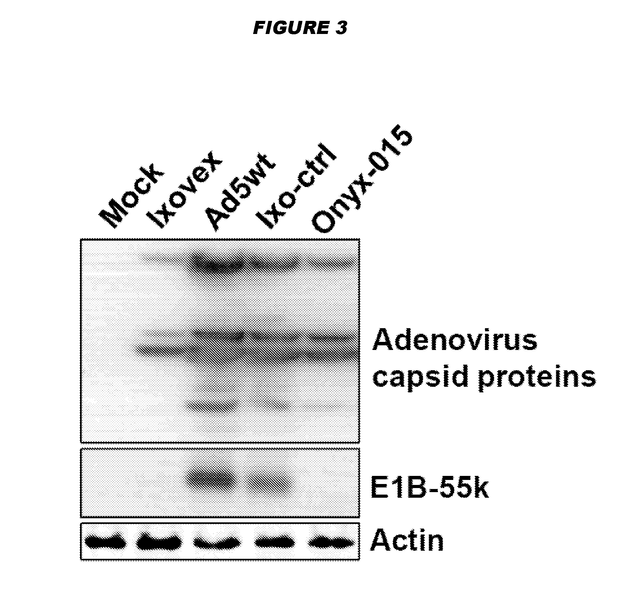 Oncolytic adenoviruses with increased proportion of the 156r splicing isoform of the e1b protein