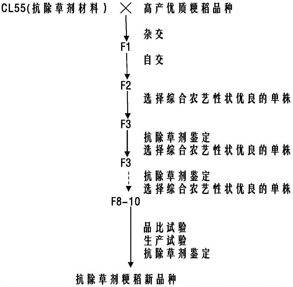 Method used for breeding imidazolinone herbicide-resistant japonica rice