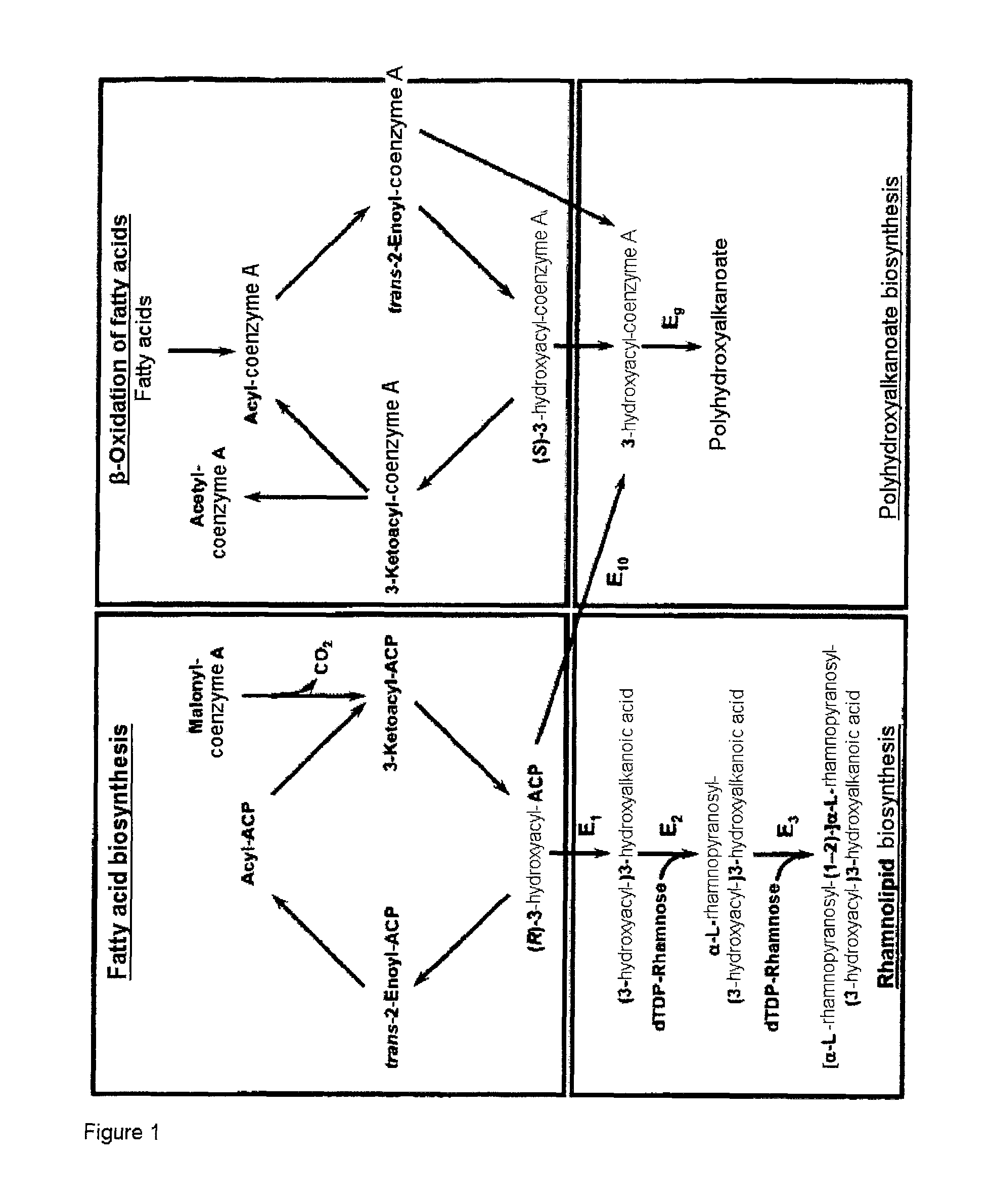 Cells and methods for producing rhamnolipids