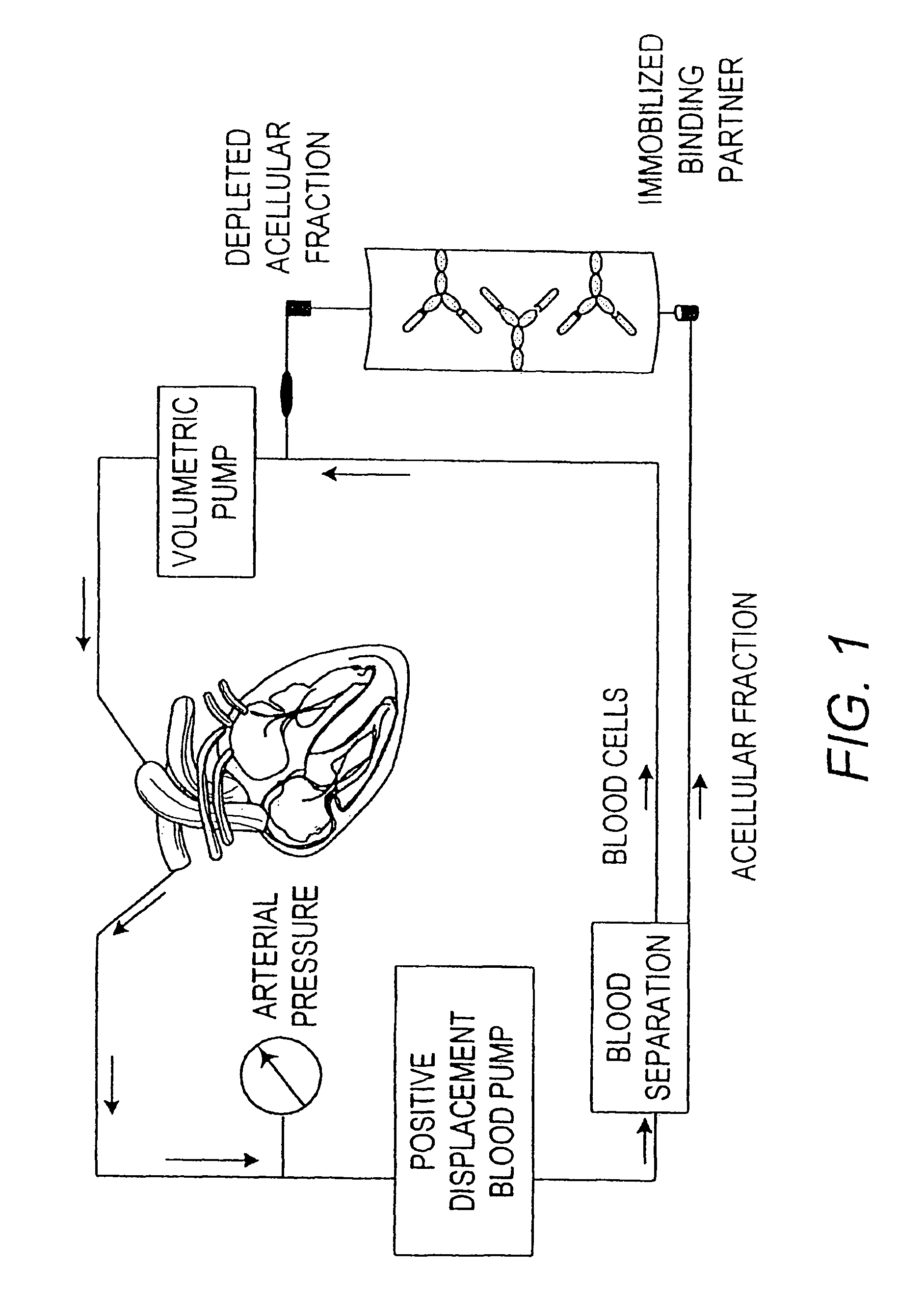 Immobilized tumor necrosis factor-alpha muteins for enhancing immune response in mammals